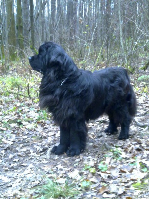 Фото: ньюфаундленд Ryesh (Рэш)