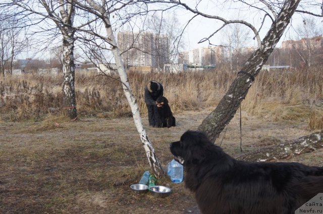 Фото: Aleksandra Fetisova (Александра Фетисова), ньюфаундленд Beguschaya po Volnam Foget Mi Not (Бегущая по Волнам Фогет Ми Нот)