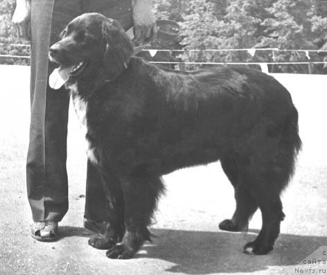 Фото: ньюфаундленд CHara Evi (Чара Еви)