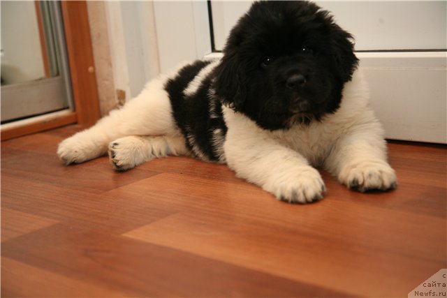 Фото: ньюфаундленд Stepnaya Palmira Eksklusive For Latvia (Степная Пальмира Ексклюзиве фор Латвия)