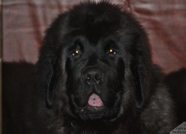 Фотография № 110911