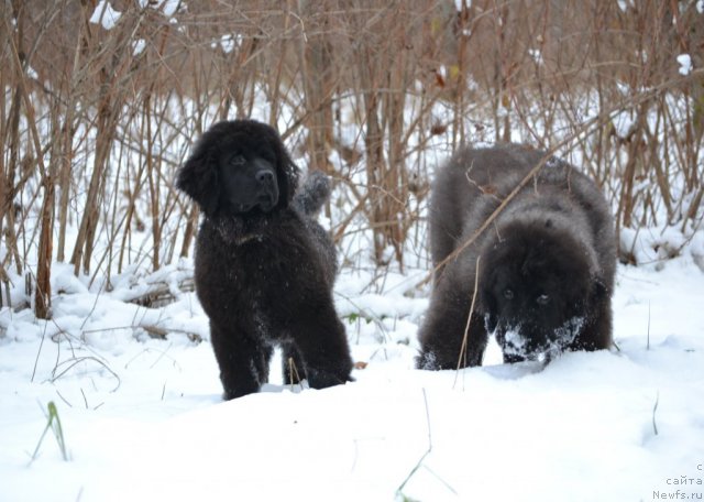 Фото: ньюфаундленд Simbad Pokoritel' Morey (Симбад Покоритель Морей), ньюфаундленд Skarlet O'Hara (Скарлет О'Хара)