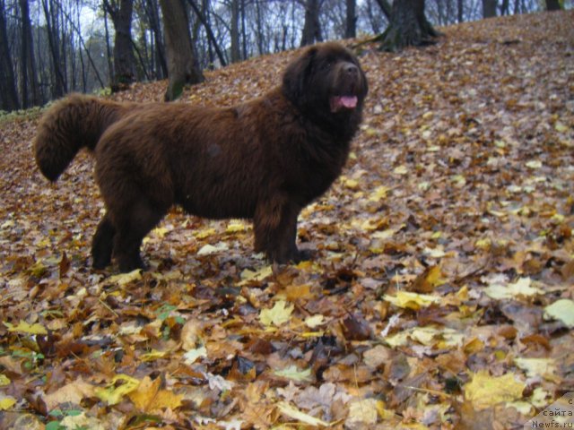 Фото: ньюфаундленд Oktjabrina s Berega Dona (Октябрина с Берега Дона)