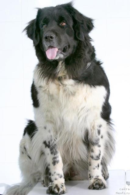 Фото: ньюфаундленд YUnona (Юнона)