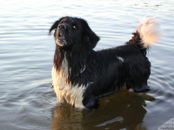 Фото: ньюфаундленд YUnona (Юнона)