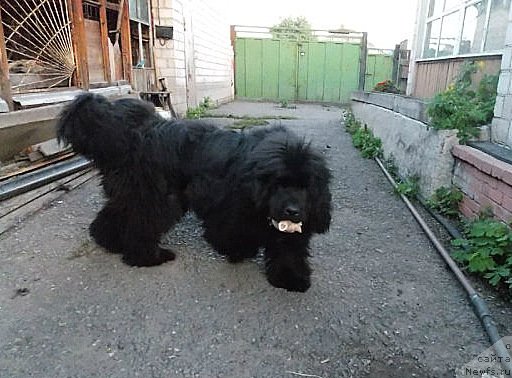 Фото: ньюфаундленд S'Nezhnaya Vjuga Autentikco Galliano (С'Нежная Вьюга Аутентико Гальяно)