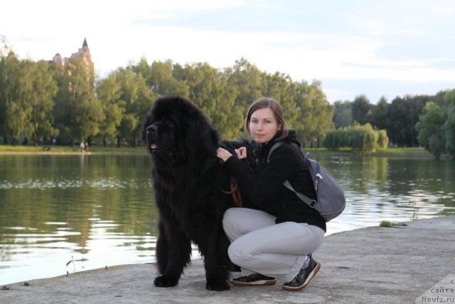 Фото: Natal'ya Kolokol'ceva (Наталья Колокольцева), ньюфаундленд Bol'shaya Medvedica Burbon (Большая Медведица Бурбон)