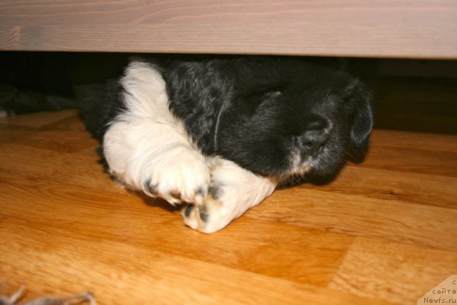 Фото: ньюфаундленд Sent Djons Glamour Lady (Сент Джонс Гламур Леди)