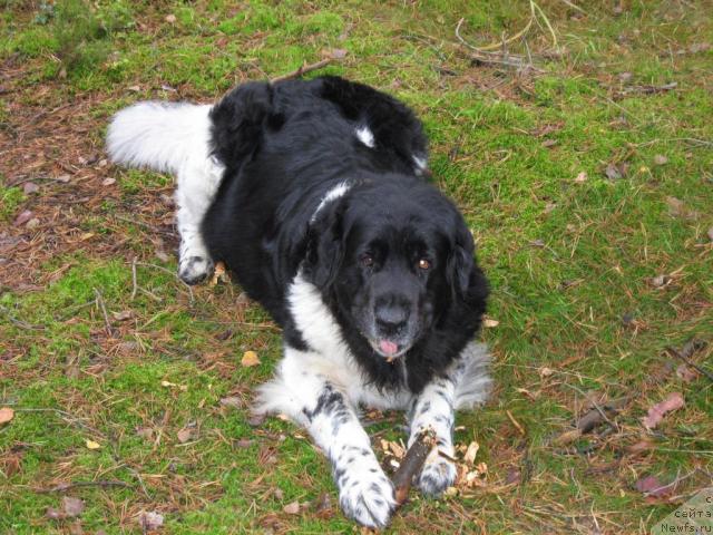 Фото: ньюфаундленд YUnona (Юнона)