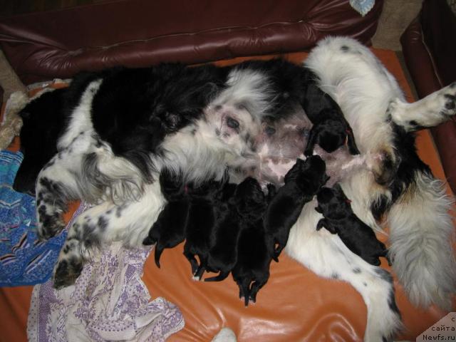 Фото: ньюфаундленд YUnona (Юнона)