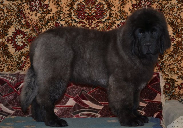 Фотография № 110970