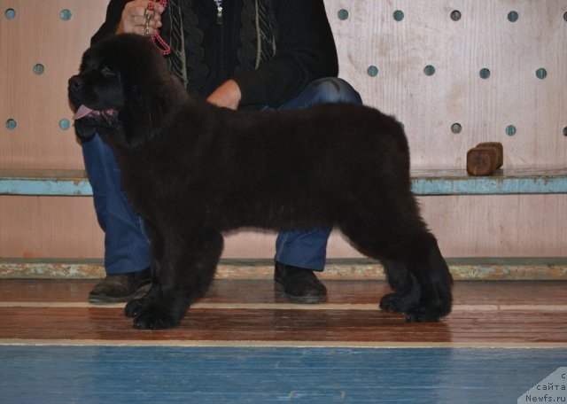 Фото: ньюфаундленд Skarlet O'Hara (Скарлет О'Хара)