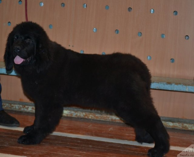 Фото: ньюфаундленд Skarlet O'Hara (Скарлет О'Хара)