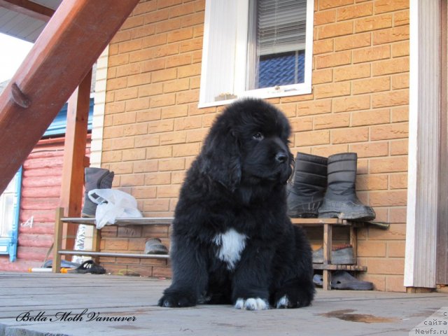 Фото: ньюфаундленд Byella Moss Vankuver (Бэлла Мосс Ванкувер)