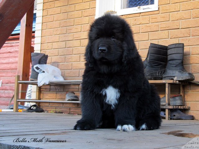 Фотография № 110976