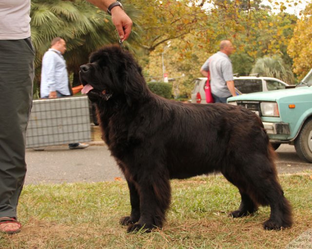 Фото: ньюфаундленд Lastena s Berega Dona (Ластёна с Берега Дона)