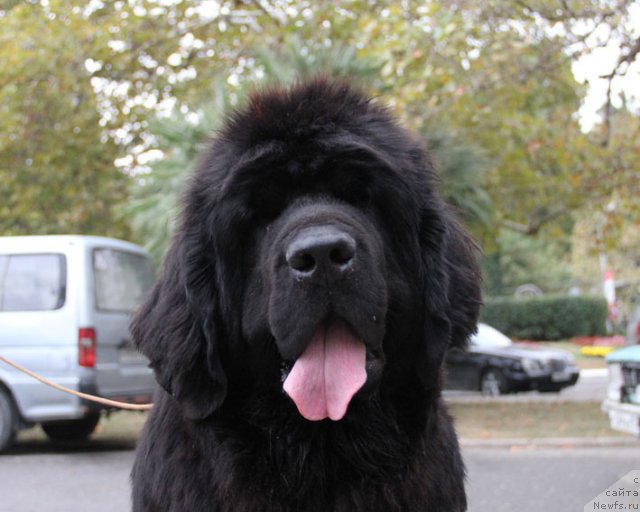 Фото: ньюфаундленд Lastena s Berega Dona (Ластёна с Берега Дона)