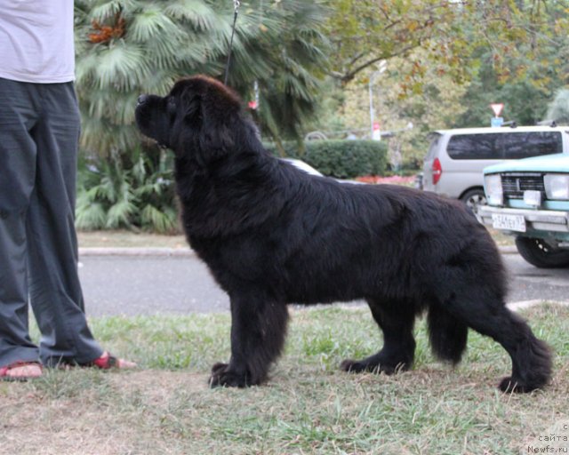 Фото: ньюфаундленд Sentyabrina s Berega Dona (Сентябрина с Берега Дона)