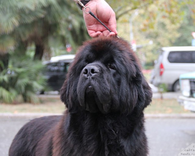 Фото: ньюфаундленд Sentyabrina s Berega Dona (Сентябрина с Берега Дона)