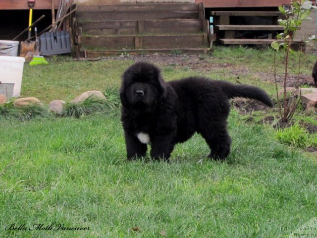 Фото: ньюфаундленд Byella Moss Vankuver (Бэлла Мосс Ванкувер)