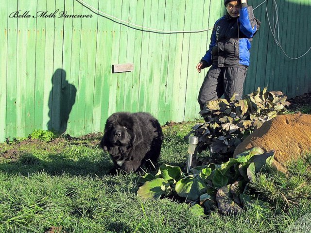 Фотография № 110986