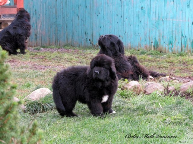 Фотография № 110987