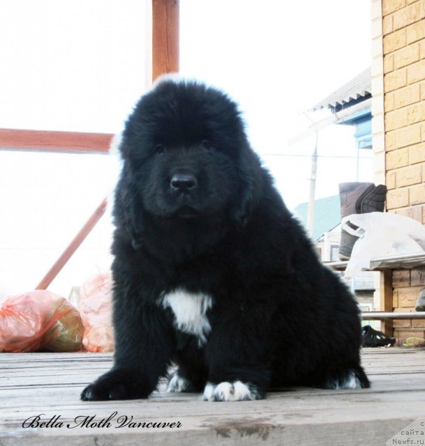 Фотография № 110990