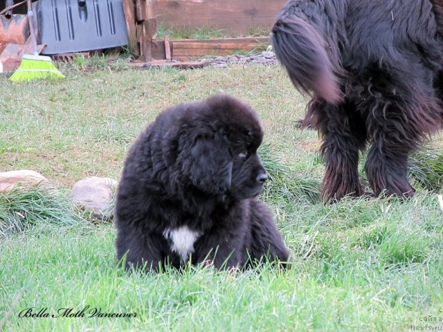 Фотография № 110991