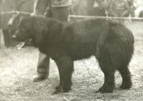 Фото: ньюфаундленд Djonni Ayk (Джонни Айк)