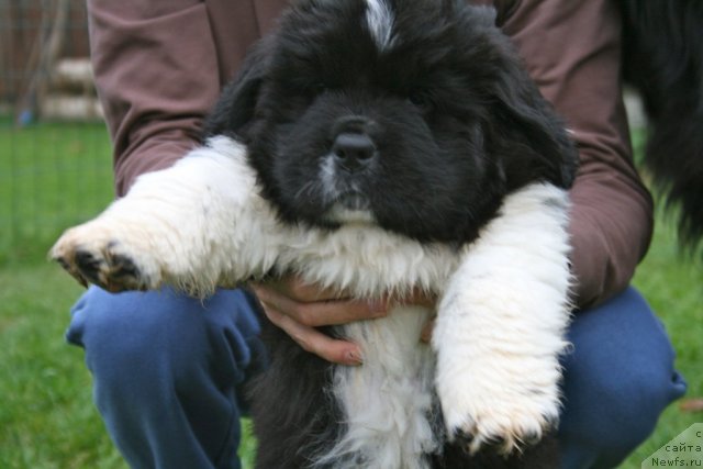 Фото: ньюфаундленд Sent Djons Glamour Lady (Сент Джонс Гламур Леди)