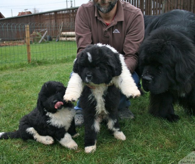 Фото: ньюфаундленд Sent Djons Glamour Lady (Сент Джонс Гламур Леди)