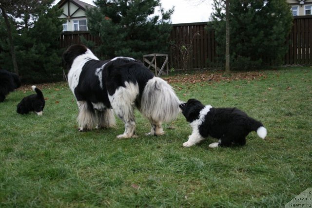Фото: ньюфаундленд Sent Djons Glamour Lady (Сент Джонс Гламур Леди)