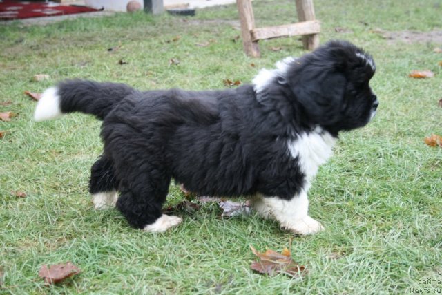 Фото: ньюфаундленд Sent Djons Glamour Lady (Сент Джонс Гламур Леди)