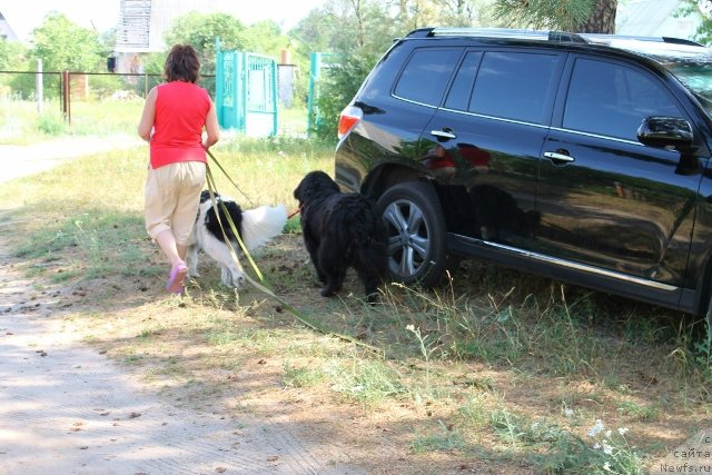 Фото: ньюфаундленд Bavariya (Бавария), ньюфаундленд La Belle Michaela (Ла Бель Мишель), Tat'yana Leusenko (Татьяна Леусенко)