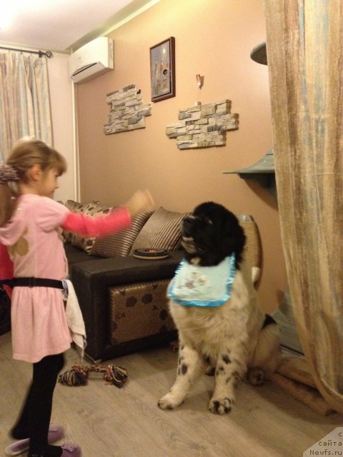 Фото: ньюфаундленд Fenix du Puy de Vendegre, Ульяна