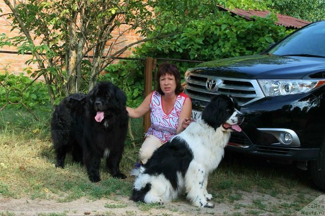 Фото: ньюфаундленд Bavariya (Бавария), ньюфаундленд La Belle Michaela (Ла Бель Мишель), Tat'yana Leusenko (Татьяна Леусенко)