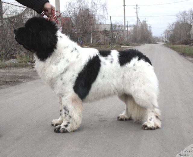 Фото: ньюфаундленд Super Bizon Baton (Супер Бизон Батон)