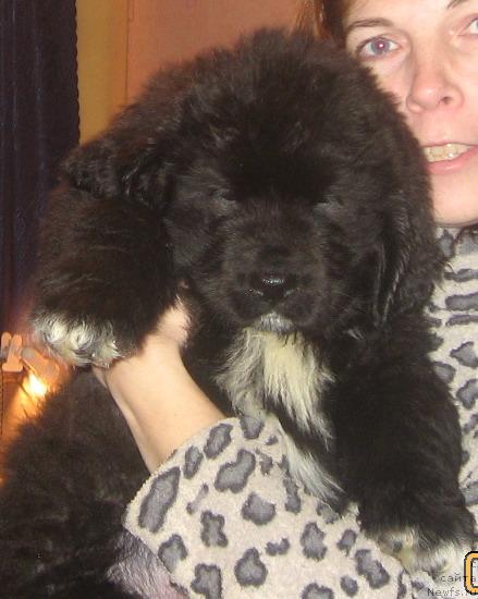 Фото: ньюфаундленд Balustar de Mantal'chino (Балустар де Мантальчино)