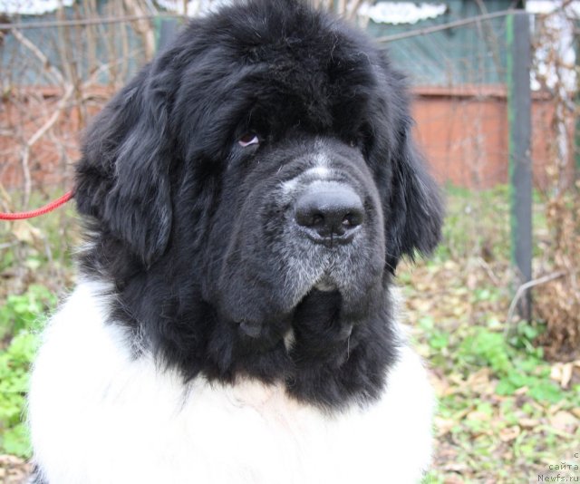 Фото: ньюфаундленд Super Bizon Baton (Супер Бизон Батон)