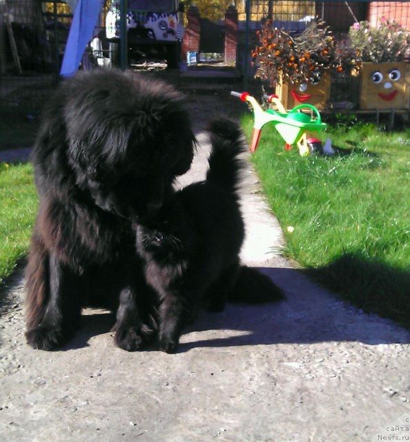 Фото: ньюфаундленд Rafayella Brillians CHernaya Jemchujina (Рафаэлла Бриллианс Черная Жемчужина), Самсон