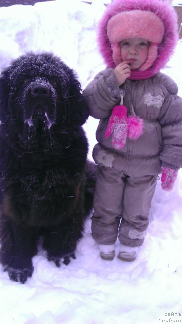 Фото: ньюфаундленд Rafayella Brillians CHernaya Jemchujina (Рафаэлла Бриллианс Черная Жемчужина), Лизочка