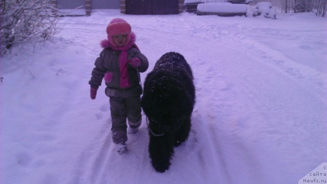 Фото: ньюфаундленд Rafayella Brillians CHernaya Jemchujina (Рафаэлла Бриллианс Черная Жемчужина), Лизочка