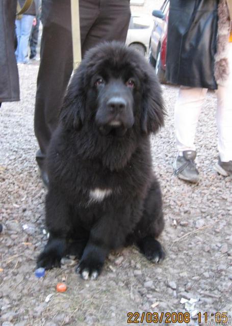 Фото: ньюфаундленд Balustar de Mantal'chino (Балустар де Мантальчино)