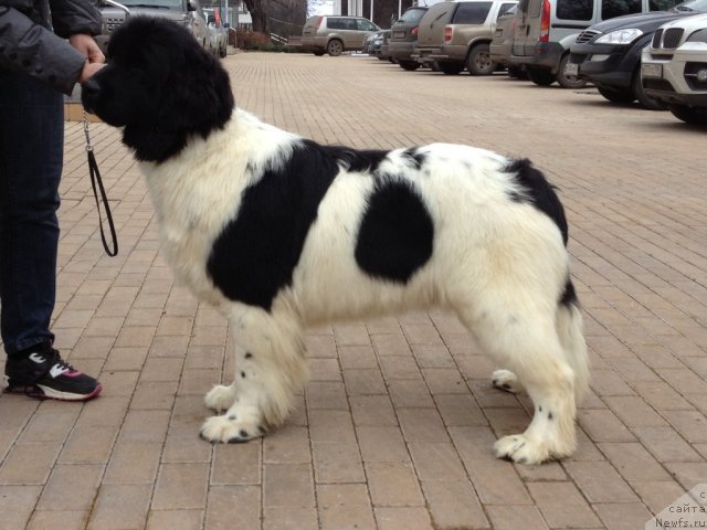 Фото: ньюфаундленд Cristalmarnewfy Christmas Dream, ньюфаундленд Cristalmarnewfy Christmas Dream
