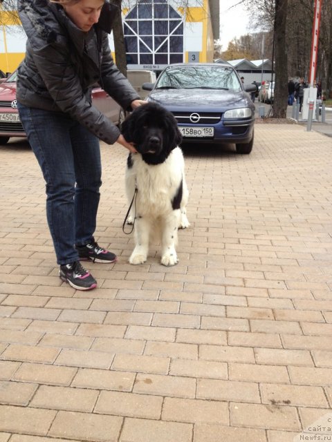 Фото: ньюфаундленд Cristalmarnewfy Christmas Dream, ньюфаундленд Cristalmarnewfy Christmas Dream