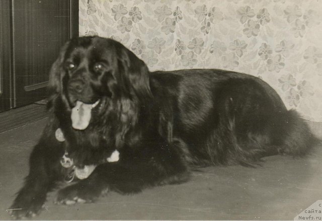 Фото: ньюфаундленд Djessi YUt Star (Джесси Ют Стар)