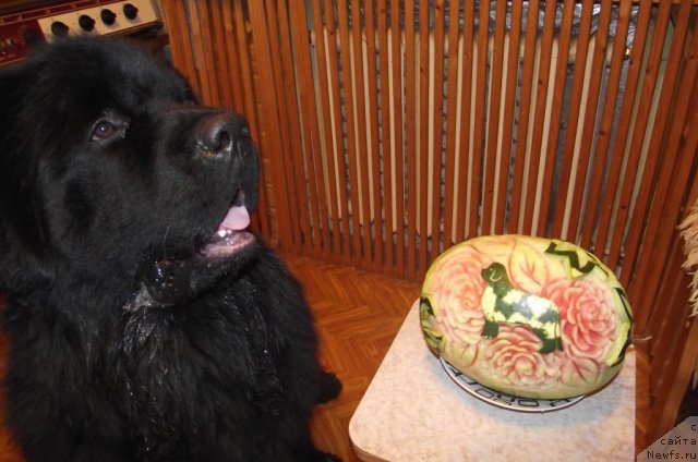 Фото: ньюфаундленд Charuyuschiy Chezario (Чарующий Чезарио)