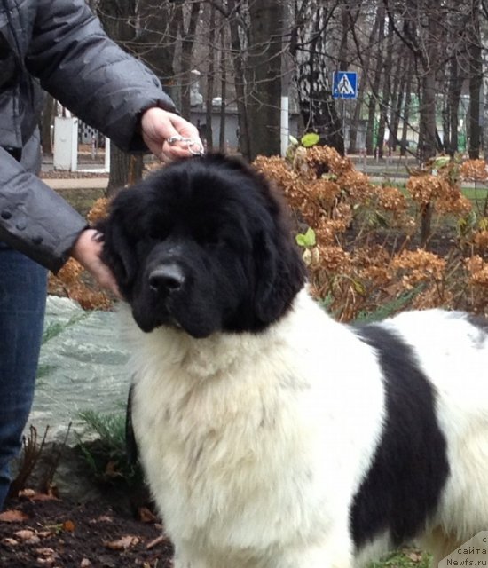 Фото: ньюфаундленд Callistos Blitzen, ньюфаундленд Callistos Blitzen