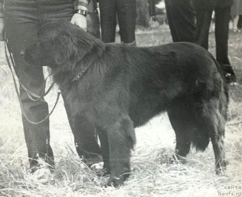 Фото: ньюфаундленд YEl'zana Amkri (Эльзана Амкри)