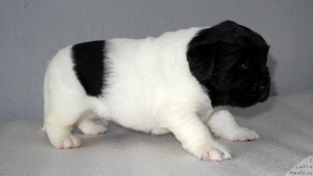 Фото: ньюфаундленд Santa De La Moris (Санта Де Ла Морис)